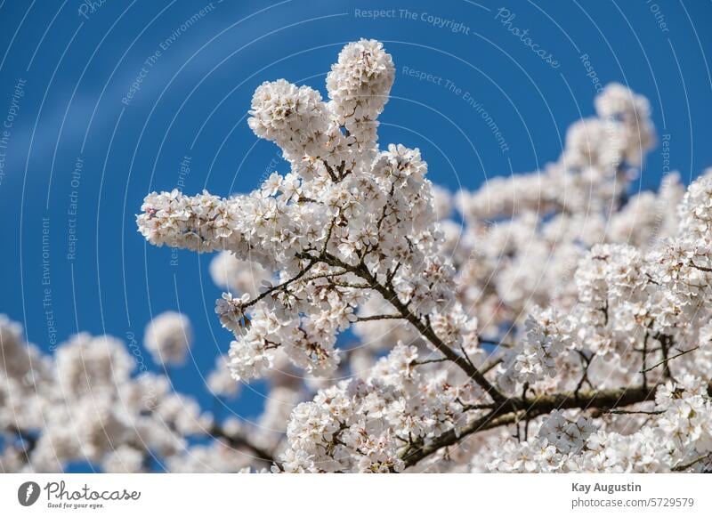 Kirschbaum Blüte Kirschblüten Frühling Ast Außenaufnahme Blühend Kirsche Natur Baum Farbfoto natürlich Frühlingsgefühle Park Wachstum schön Pflanze Blütenpracht