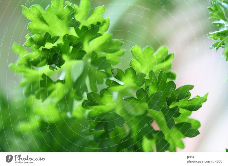 Es grünt so grün Kräuter & Gewürze Pflanze Blatt Topfpflanze Petersilie Heilpflanzen kraus fein Gartenpflanzen parsley presil petersoselinum crispum küchenkraut