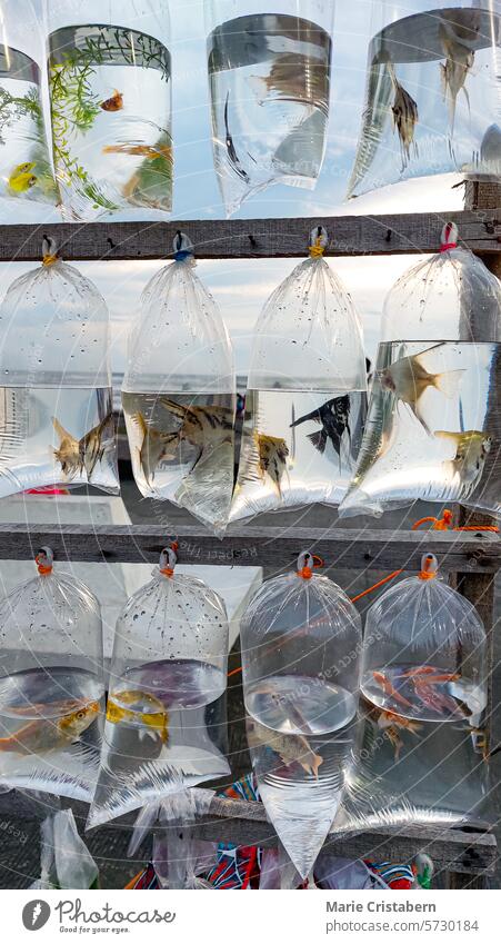 Mit Wasser gefüllte Plastiktüten und verschiedene bunte Aquarienfische, die auf einem Straßenmarkt ausgestellt sind farbenfroh Aquarium Haustier Fisch erhängen