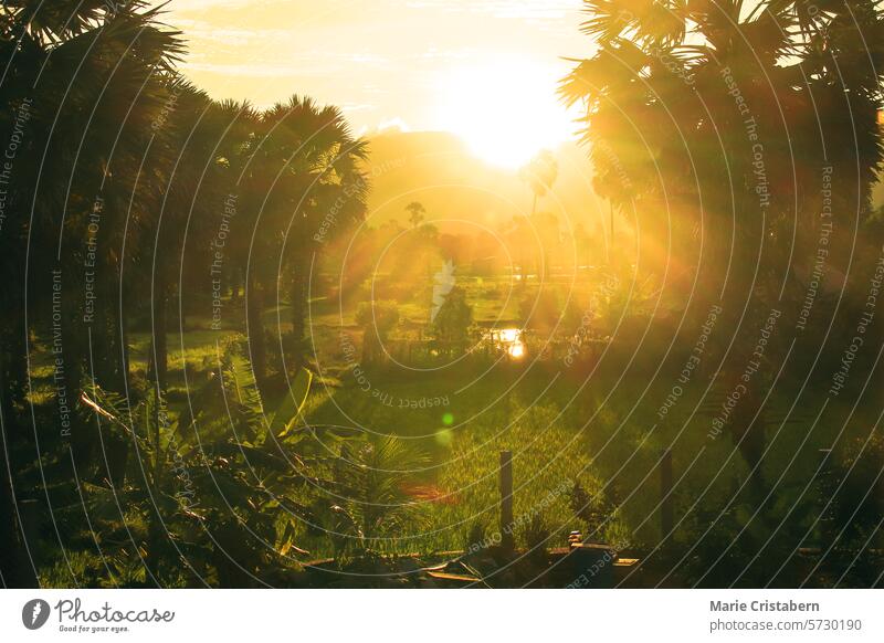 Ein friedlicher Sommer-Sonnenaufgang über grünen Reisfeldern und Palmen. Das goldene Sonnenlicht wirft einen ruhigen Schein über die ländliche Landschaft von Kampot, Kambodscha.