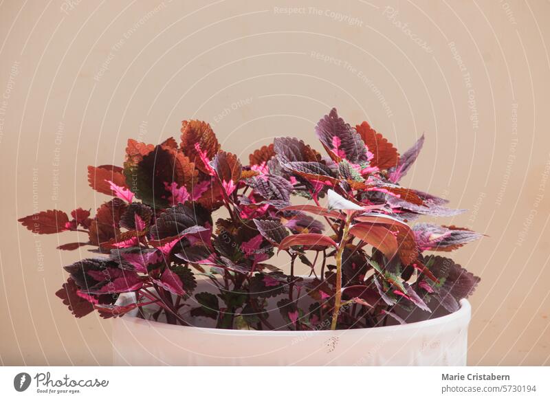 Coleus-Topfpflanze mit leuchtend roten, violetten und rosa Blättern vor einem neutralen Hintergrund eingetopft coleus Pflanze pulsierend purpur Farben