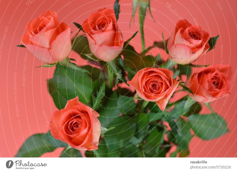 Rosenrot Strauß romantisch Blumenstrauß Valentinstag Liebe Muttertag Geburtstag Hochzeit Romantik Feste & Feiern