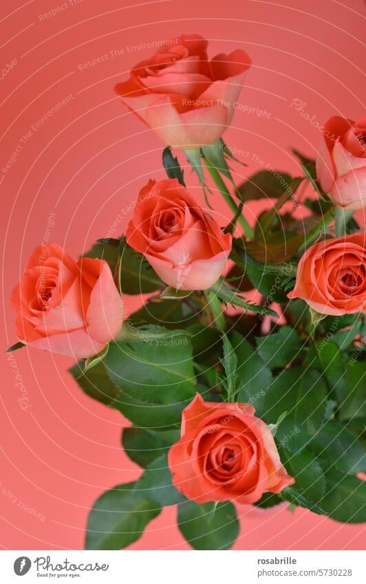 Rosenrot Strauß romantisch Blumenstrauß Valentinstag Liebe Muttertag Geburtstag Hochzeit Romantik Feste & Feiern