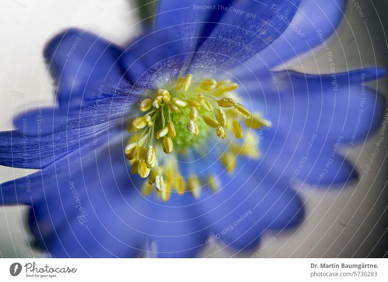 Balkananenone, Anemone blanda, blaue Blüte blühen Strahlenanemone Windröschen Balkanwindröschen Hahnenfußgewächse Ranunculaceae Frühjahrsblüher giftig