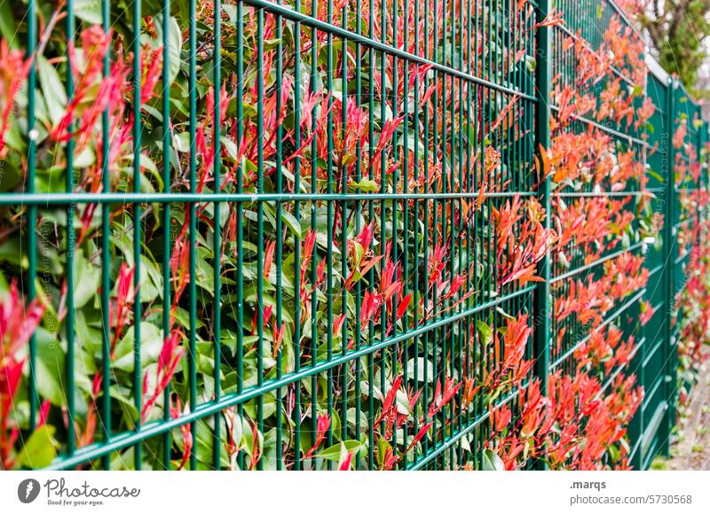 Hecke an Zaun Garten Frühling Blatt rot Wachstum Pflanze Umwelt