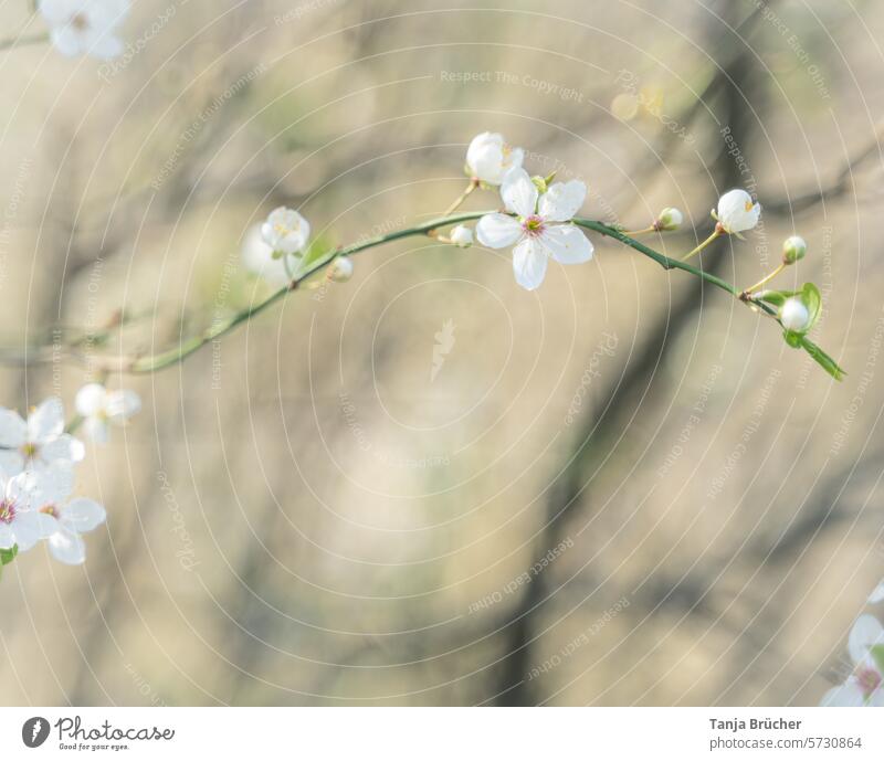 Kirschblütenzweig - zarte Frühlingsboten Frühlingsgefühle Leichtigkeit weiß Blühend Romantik idyllisch Kirschblütenfest zarte Liebe leicht Frühlingstag