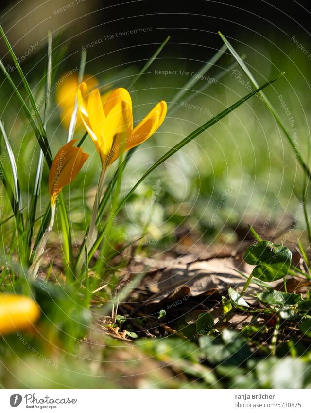 Krokus in gelb strahlt mit der Sonne um die Wette Frühlingsblume strahlend sonnengelb Frühlingsbote positiv Frühlingstag Frühlingsgefühle Sonnenschein