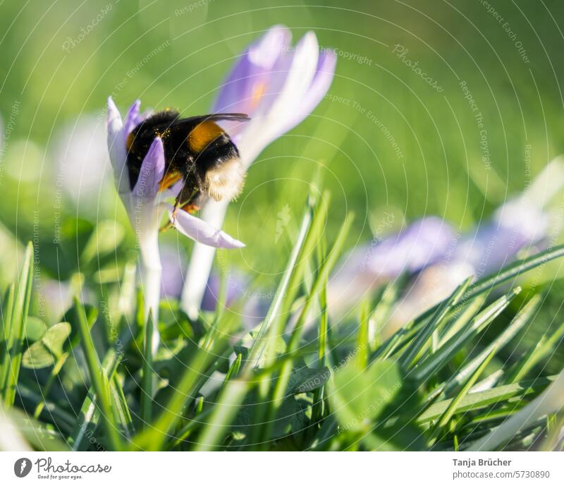 Schon fleißig - Hummel auf der Suche nach Pollen (und sie wurde fündig) Hummel auf Blüte Krokus Insektenschutz Frühlingsblume Frühlingsbote Nahrung für Insekten