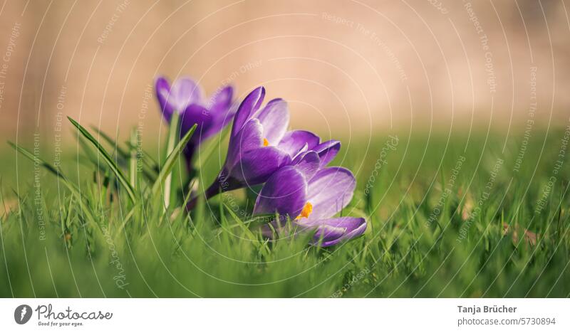 Zusammen Richtung Sonnenlicht Krokus Frühlingsblume zusammen Frühlingsbote positiv Frühlingsgefühle Leichtigkeit Blühend Blüte gemeinsam lilafarben
