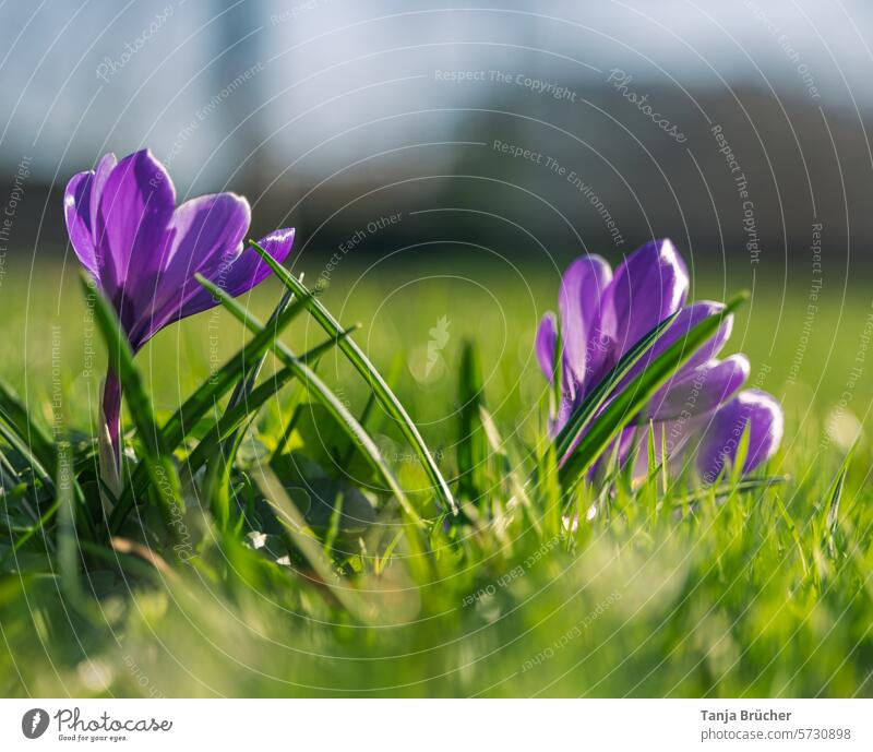 Auch ein schöner Krokus von hinten kündigt den Frühling an. Frühlingsblume Frühlingsbote positiv Frühlingsgefühle Leichtigkeit Blühend Blüte lilafarben