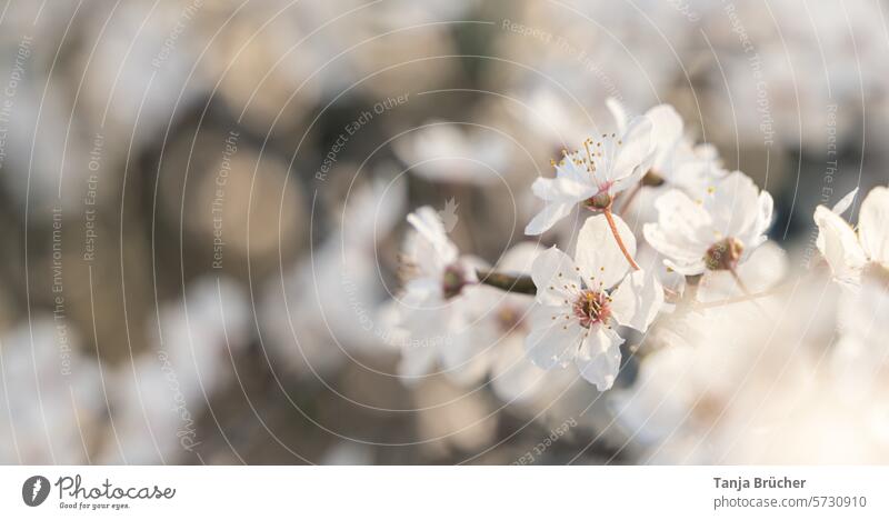 Zarter Kirschblütenzweig in der wärmenden Frühlingssonne Frühlingsgefühle Leichtigkeit weiß Blühend Romantik idyllisch Blüte Kirschblütenfest zarte Liebe