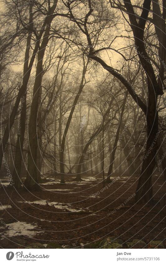 Alter Wald an einem trüben Wintermorgen Bäume alte Bäume Natur Landschaft Nebel Dunst geheimnisvoll Zauberei u. Magie Hintergrund Wetter Baum neblig natürlich