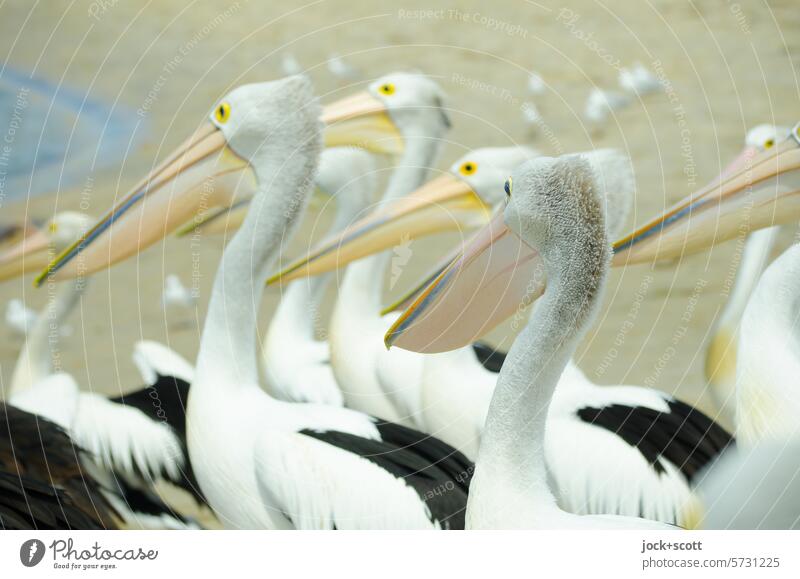 angeregte Erwartungshaltung der Brillenpelikane Pelikan Wildtier Tiergruppe Zusammensein Lebensraum Strand Australien Queensland Tierwelt Sonnenlicht Umwelt
