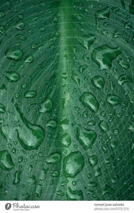 Tropfen auf dem grünen Pflanzenblatt an regnerischen Tagen im Frühling Blatt Blätter grüne Farbe grünes Blatt Regentropfen Regenzeit Wasser nass glänzend hell