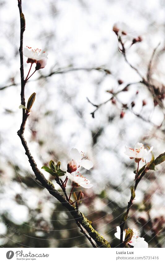 Baumblüte Blütenknospen Zweig Ast frisch zierlich zart aufwachen Blühend Jahreszeiten Frühling blühen Frühlingsgefühle weiß