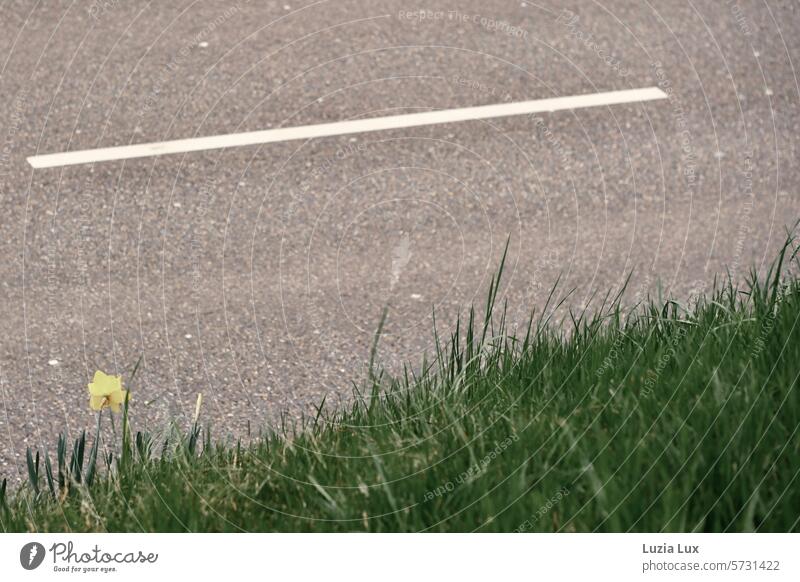 eine einzelne Osterglocke am Straßenrand Osterglocken Narzissen Frühling Blume Blüte gelb Natur Blühend Gelbe Narzisse Frühlingsgefühle Frühlingsblume Ostern