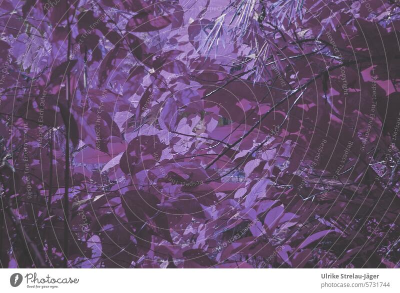 Blätterwald | Schattierungen von Lila Blatt lila Schatten Natur Licht und Schatten Lichteinfall violette Farbe Hintergrund texturiert abstrakt