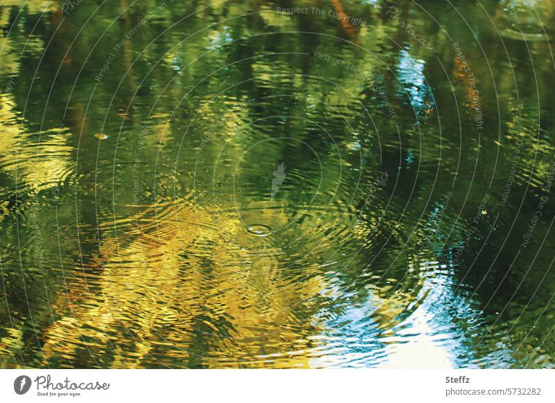 Spiegelung im Waldteich Teich Wasserspiegelung Wasseroberfläche Gewässer Sonnenlicht gespiegelt Spiegelung im Wasser Spiegelbild grün Reflexion & Spiegelung