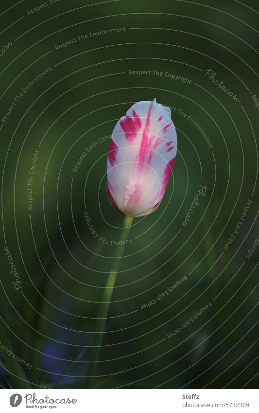 eine kleine Tulpe blüht im Schatten Tulpenblüte blühende Tulpe Frühlingsblume Frühlingsblüte Blume Gartenblume Blütenblätter Licht und Schatten schön erblühen