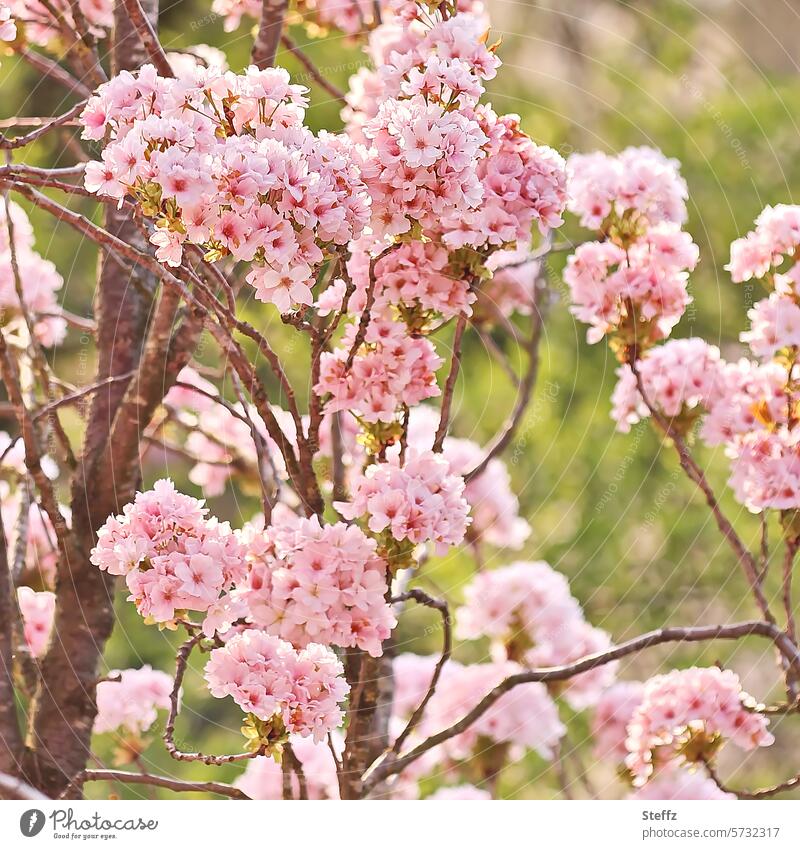 blühende Zierkirsche Kirschblüte blühende Kirsche Blüten Kirschblüten Frühlingsgefühl rosa Frühlingsfarbe Japanische Blütenkirsche Säulenkirsche fröhlich zart