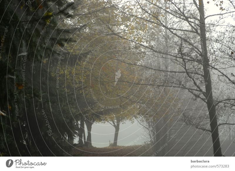 Waldgeschichten Natur Landschaft Herbst Nebel Baum Blatt dunkel Stimmung Einsamkeit geheimnisvoll ruhig Sinnesorgane Umwelt Vergänglichkeit Wandel & Veränderung
