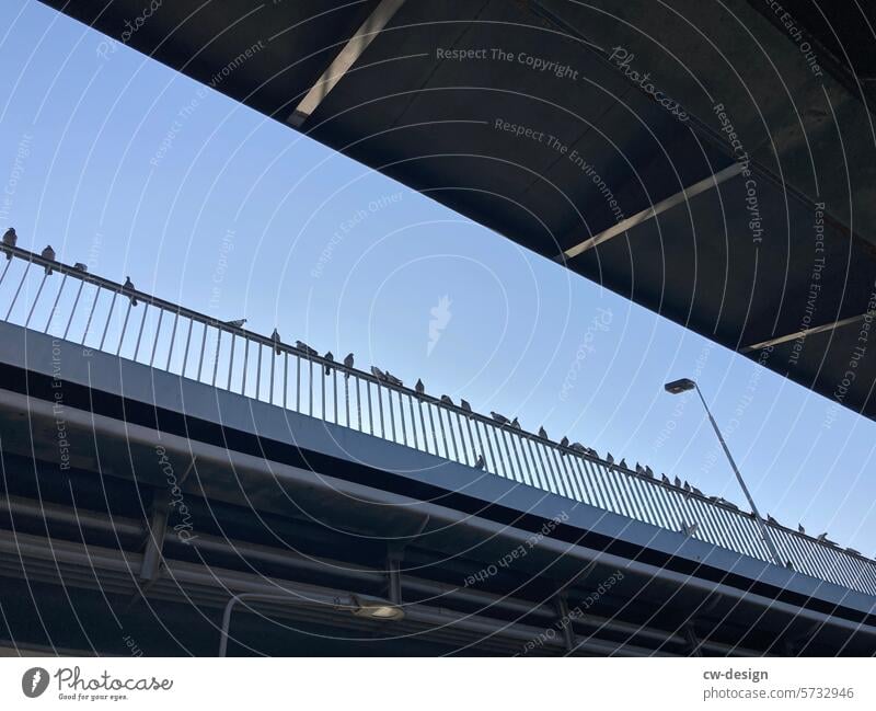 Vögel auf  der Stange Brücke Geländer Silhouette Himmel