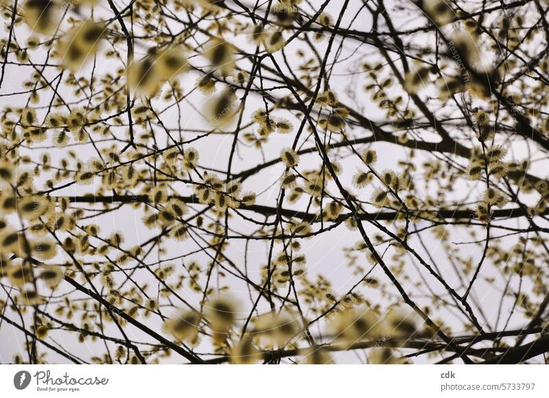 Frühlingsbeginn: Zweige mit gelb blühenden Weidenkätzchen. Blühend blühende Weidenkätzchen natürlich Natur Blüte Frühlingsblume blühende Blume Frühlingstag