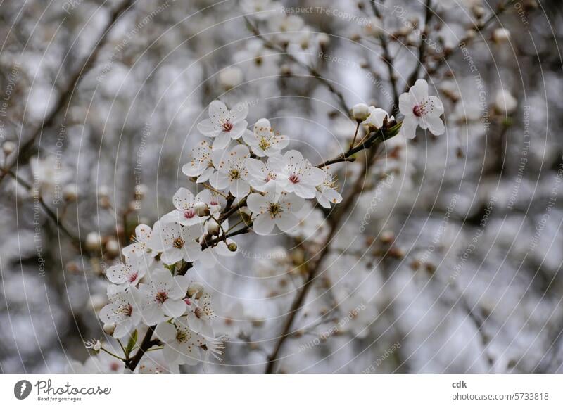 Blütezeit | Frühling | aufblühen. blühend Blüten Knospen Baum wild frisch erblühen weiss dicht an dicht voll Fülle Überfluss schön Schönheit Duft