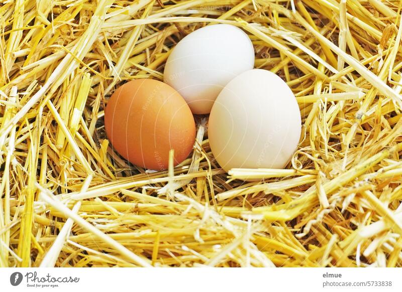 drei Hühnereier im Stroh Ei Gelege Ostern Ernährung Bioprodukte Bioeier Landwirtschaft eiförmig Frohe Ostern Osterzeit Blog Feste & Feiern Osterei Eierschale