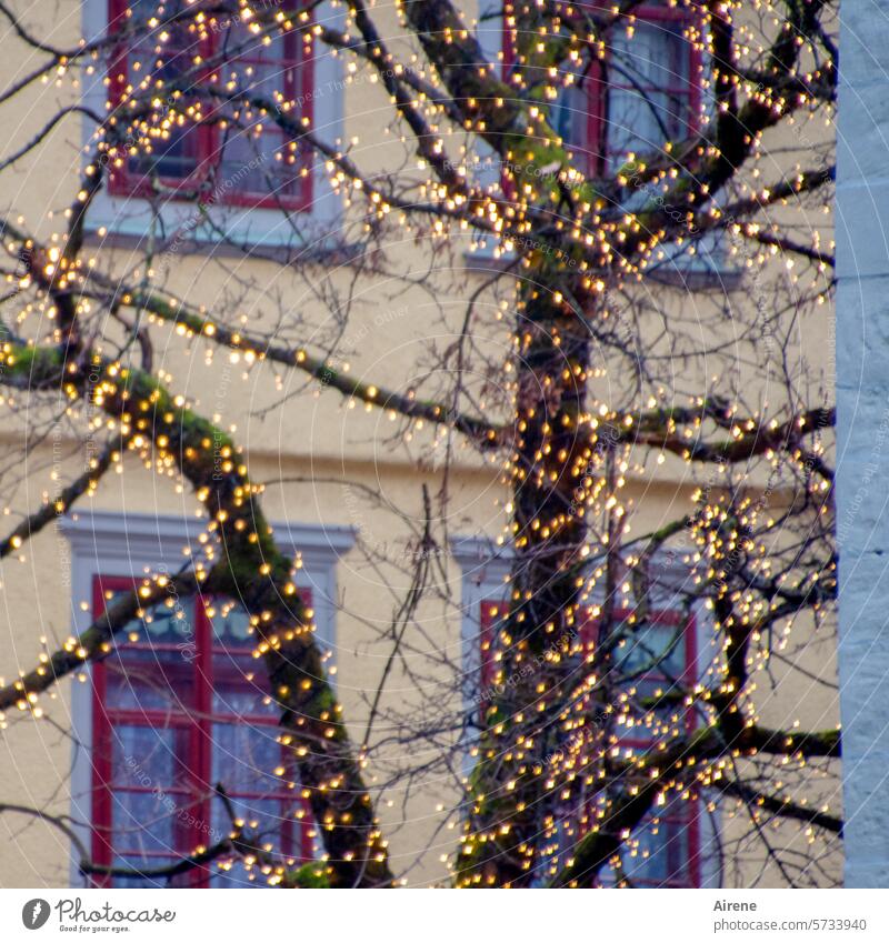 Langsam wird es Zeit... I unattraktiv Dekoration & Verzierung Weihnachten Beleuchtung lieblos trostlos Fensterfront dunkel kahler Baum Lichterkette trist