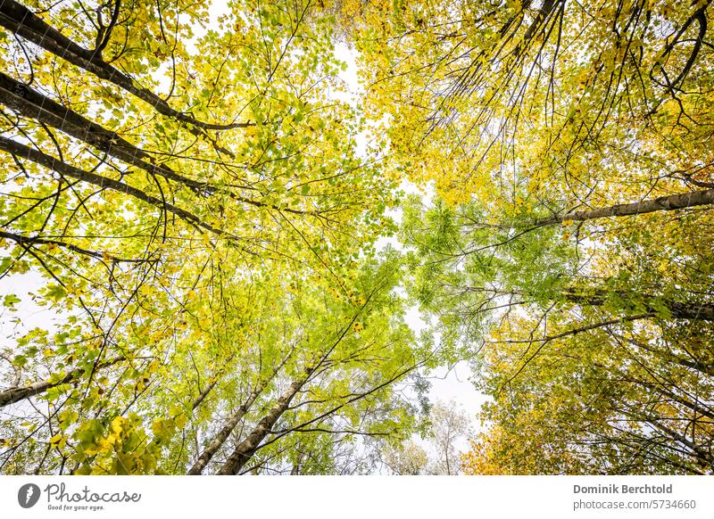 Blick in die herbstlichen Baumkronen Baumstamm Wald Natur grün Außenaufnahme Farbfoto Umwelt Pflanze Blatt Baumrinde Herbst Herbstlicht herbstliche Stimmung
