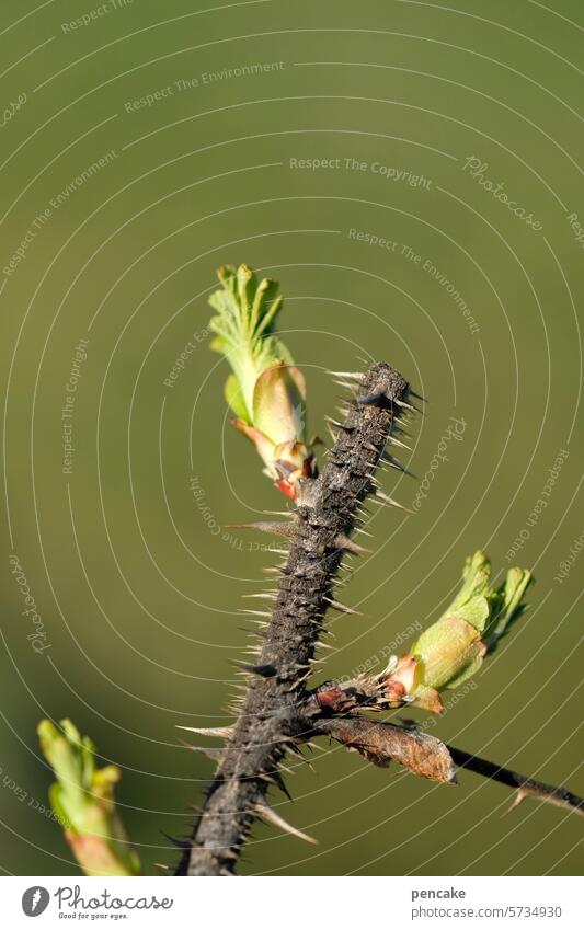 erwachen Blatt Zweig Frühling Heckenrose austreiben Natur Wachstum Ast Erwachen aufwachen sprießen Pflanze Leben zart neu Frühlingsgefühle