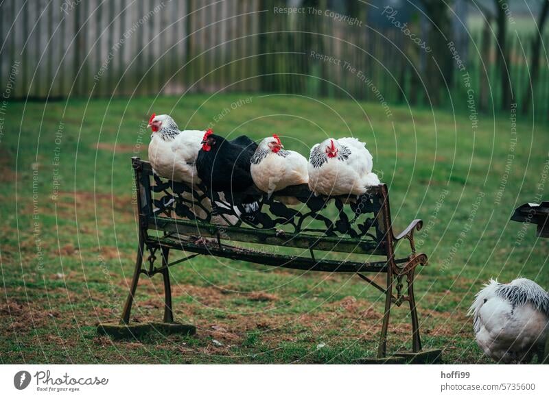 Hühner auf der Bank im Garten Sundheimer Huhn Geflügel Henne Hahn natürlich ökologisch Landwirtschaft artgerechte tierhaltung nachhaltig Nachhaltigkeit