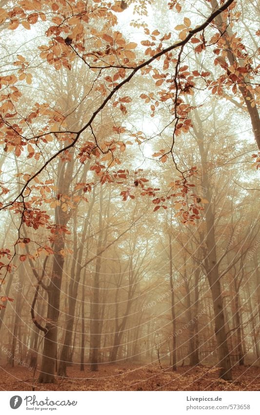 im Wald Umwelt Natur Landschaft Pflanze Herbst Baum Blatt Wildpflanze Holz dunkel Wärme wild weich ruhig Nebelstimmung Nebelschleier Farbfoto Gedeckte Farben
