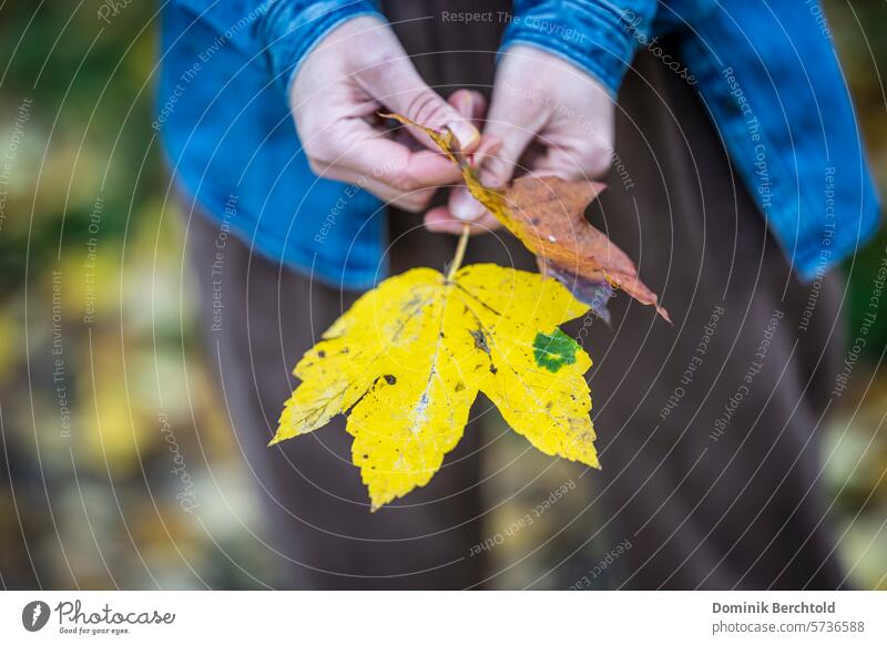Frau hält Herbstlaub in ihren Händen herbstlich Blatt Hand Detailaufnahme Farbfoto Natur Pflanze Nahaufnahme Umwelt Schwache Tiefenschärfe Basteln