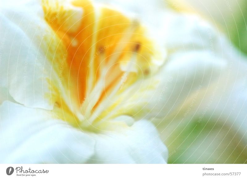Bremer Blüte 2 Makroaufnahme gelb weiß Doldenblüte Blume Pflanze Nahaufnahme Frühling white flower
