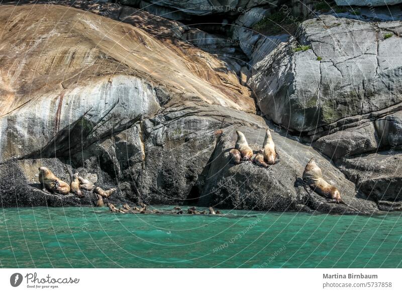 Niedliche Robben auf Felsen in einem Fjord in Alaska Seehunde auf Felsen Siegel Meer Tierwelt MEER im Freien Wasser Natur natürlich schön Landschaft wild