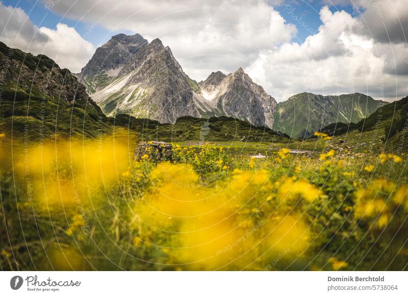Blick vom Sterzersee im Kleinwalsertal auf den Großen und kleinen Widderstein und dem Bärenkopf. Berg Berge Hochalpen Alpen Sommer Blumen Blumenwiese