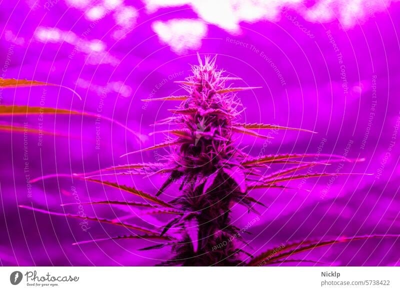 Nahaufnahme einer Hanfpflanze in der Blüte im lila schimmernden UV-Licht Cannabis Marihuana Cannabis indica purple Purple Haze Legalisierung cannabis sativa