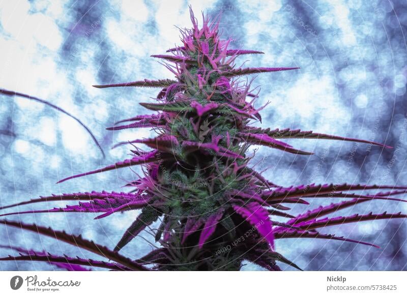 Nahaufnahme einer Hanfpflanze mit lila schimmernden Blättern in der Blüte unter UV-Licht Cannabis Marihuana Cannabis indica purple Purple Haze Legalisierung