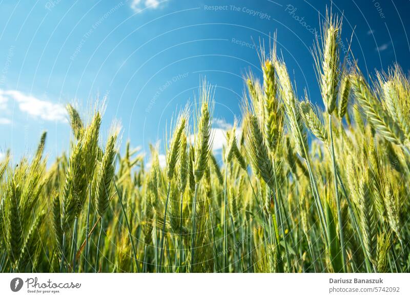 Grüne und gelbe Triticale-Ähren gegen den Himmel Ohren Müsli Korn Feld grün Wachstum Weizen Roggen Zwitter organisch Ackerbau Nahaufnahme Pflanze gold Ernte