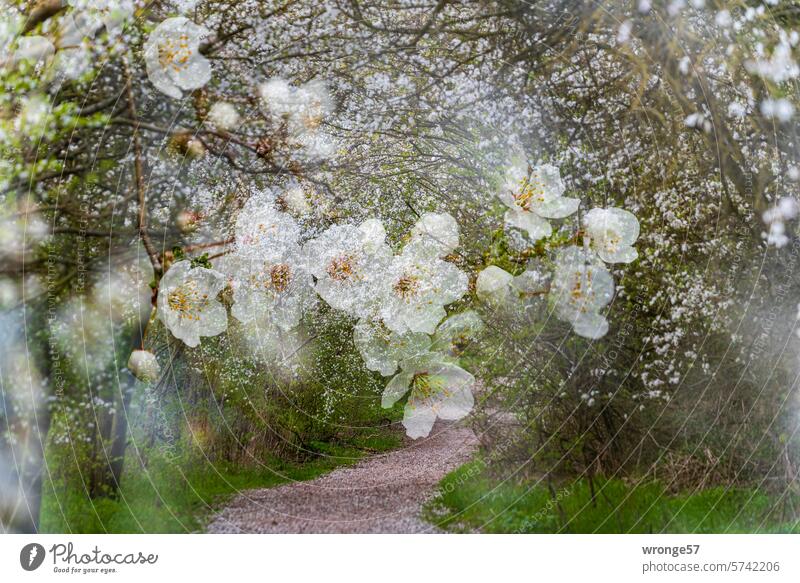 Blühende Mirabellen an einem Feldweg durch die Börde Obstbaumblüte Frühling Frühlingsgefühle Blüte Natur Außenaufnahme Farbfoto Doppelbelichtung Menschenleer