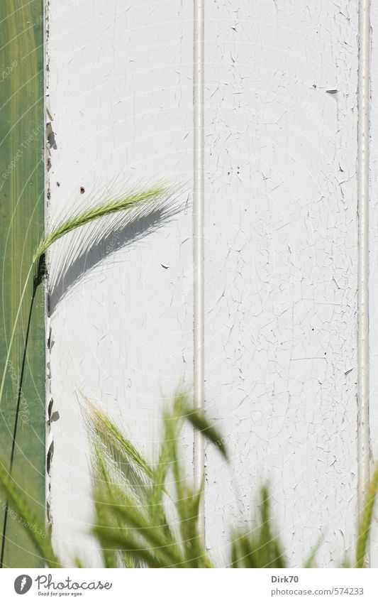 Ährenhalber Getreide Ernährung Landwirtschaft Forstwirtschaft Frühling Schönes Wetter Pflanze Gras Nutzpflanze Halm Süßgras Samen Roggen Garten Mauer Wand Tür