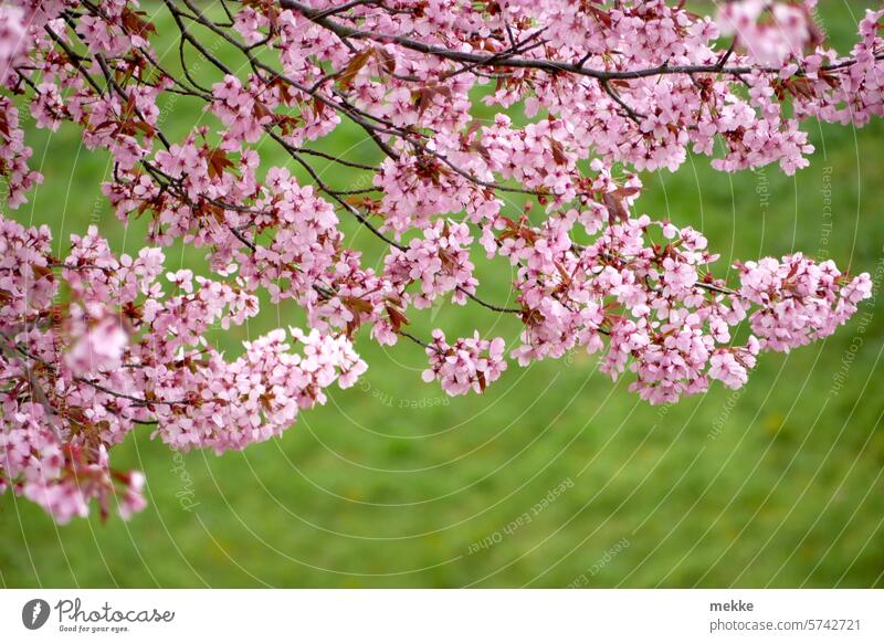 Frühlingsfarben Baum Blüten Blühend Park Garten Umwelt Kirschblüte Kirsche gartenschau Kirschblüten rosa Farben Frühlingsgefühle Blütenmeer schön spektakulär