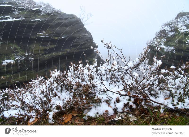 Auf dem großen Zschirnstein im Nebel. Felsen mit Schnee bedeckt. Aussichtspunkt Elbsandsteingebirge Winter Bäume Wald wandern Wurzel Sachsen Natur felsig