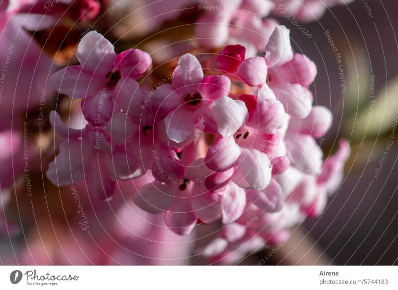 Schneeball - Mädchenvariante Blüte rosa zartrosa blühende Zweige Garten Pflanze Blütenduft duften Park pink Natur üppig schön Frühling Duft Baumblüte Blühend