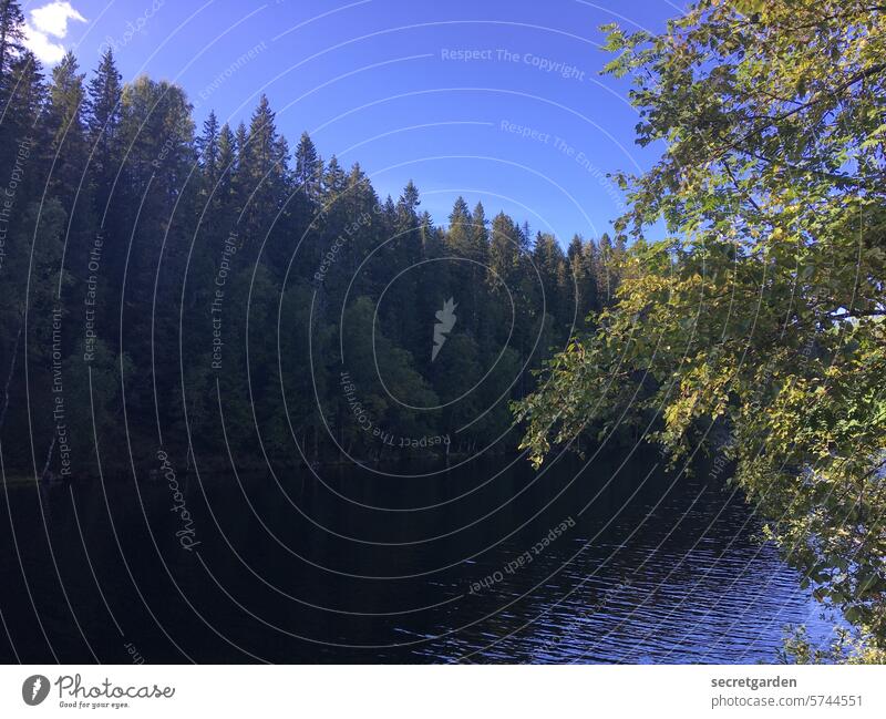 zur Ruhe kommen Sommer kalt Zweige u. Äste Tanne Vordergrund Baumstamm Wald Norwegen Skandinavien Himmel Wasser See tief ruhig Wälder Urlaub entspannen