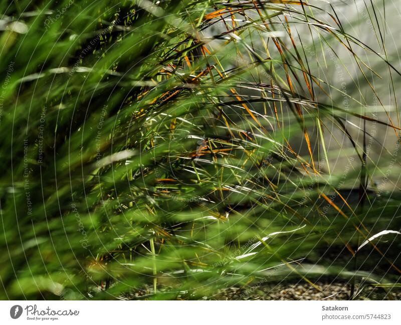 Der Gehweg ist mit langen Grashalmen bewachsen. Klinge Garten Pflanze Hintergrund Nahaufnahme Blatt Natur grün Sonnenlicht im Freien Wiese Morgen Rasen