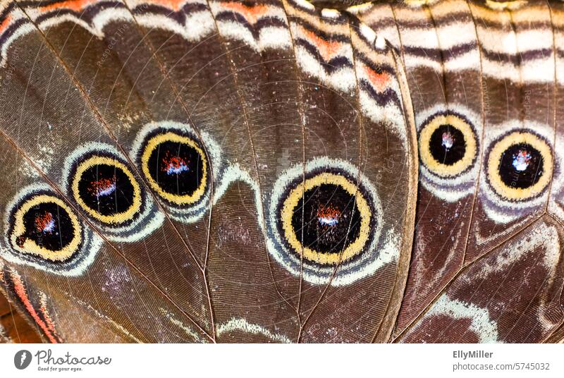 Blauer Morphofalter - Schmetterling ganz nah blauer Morphofalter Flügel Schmetterlingsflügel Insekt Flügelmuster Falter exotischer Falter Makroaufnahme makro