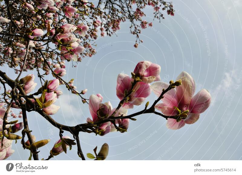 Magnolienblüte | Blütezeit | endlich Frühling! Magnoliengewächse Blüten Magnolienbaum Natur rosa Baum Pflanze Frühlingsgefühle zarttosa rosarot edel groß frisch